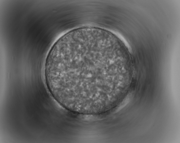 X0000086920903200705141720