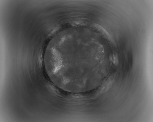 X0000086920915200705141719