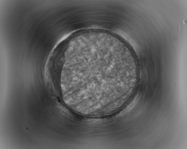 X0000086920925200705141719