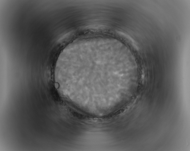 X0000086920966200705141719
