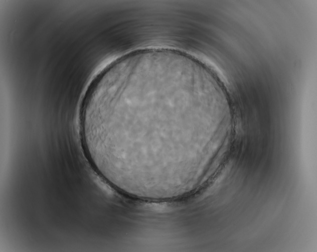 X0000086920990200705141719