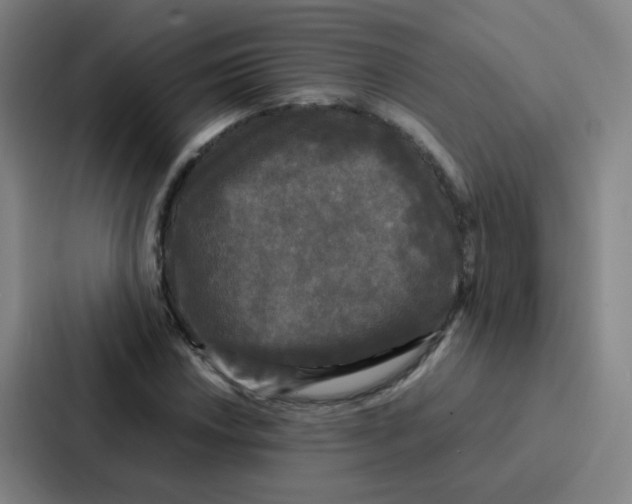 X0000086921018200705141718