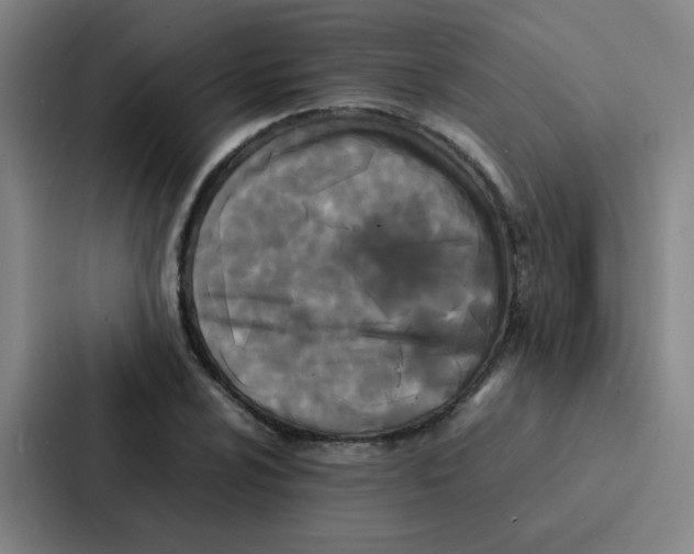 X0000086921024200705141718