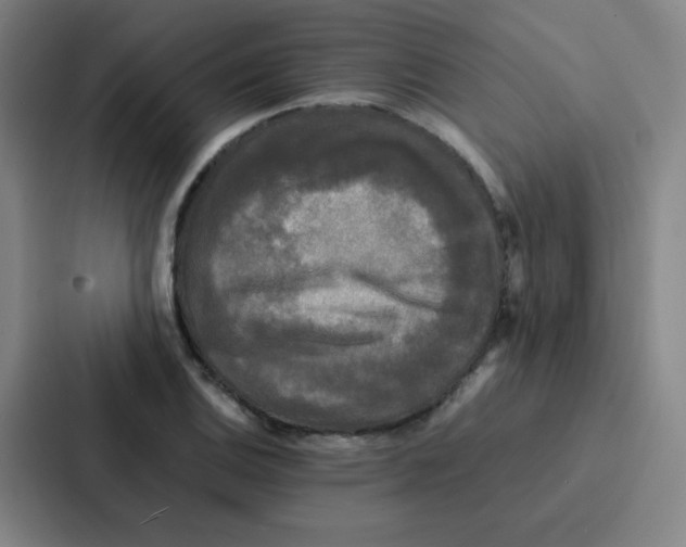 X0000086921124200705141717