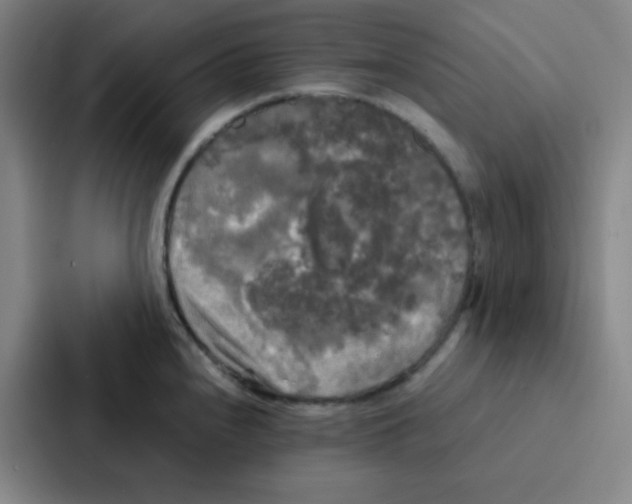 X0000086921240200705141716