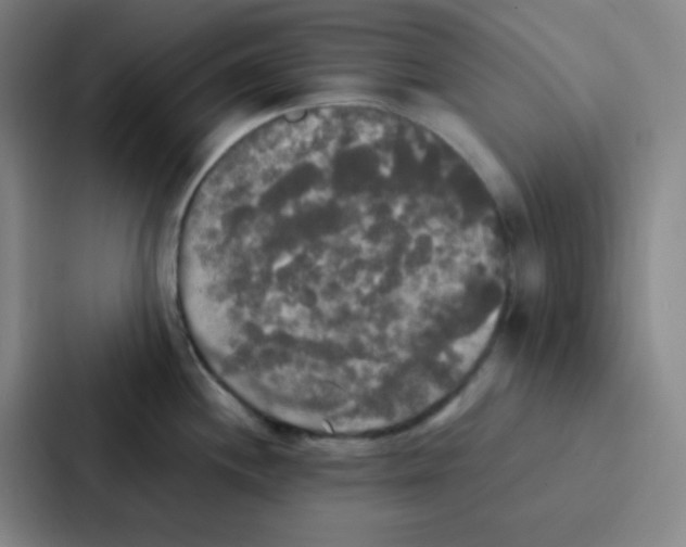 X0000086921244200705141716