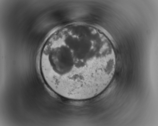 X0000086921245200705141716