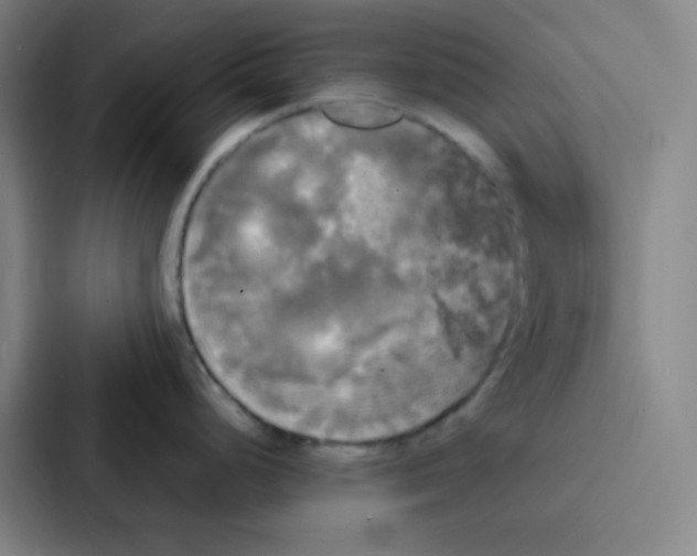 X0000086921248200705141716