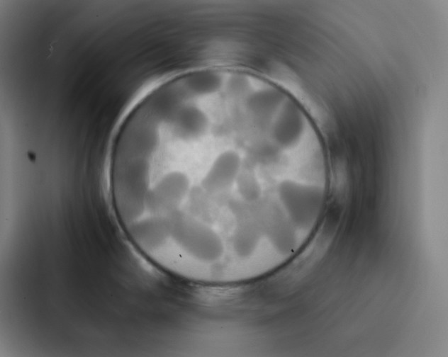 X0000086921294200705141715