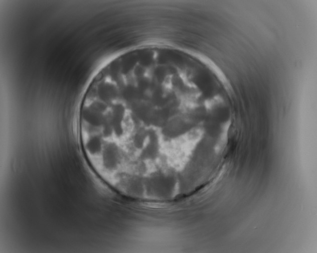 X0000086921295200705141715