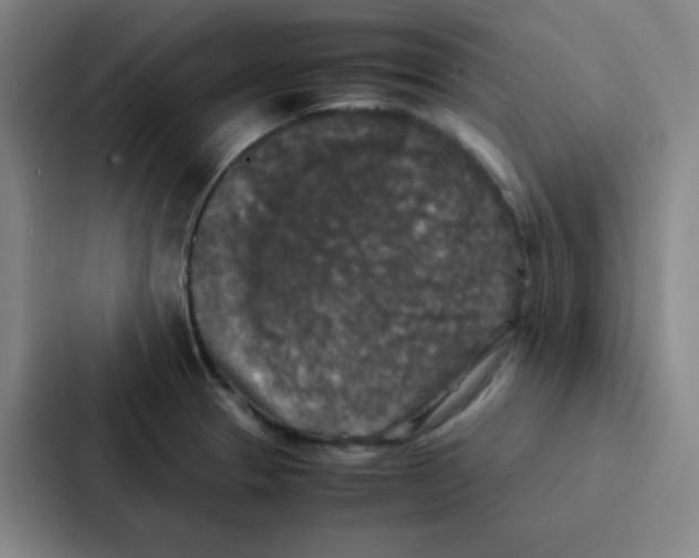 X0000086921329200705141714