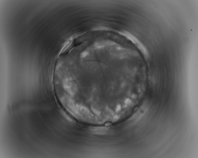 X0000086921337200705141715