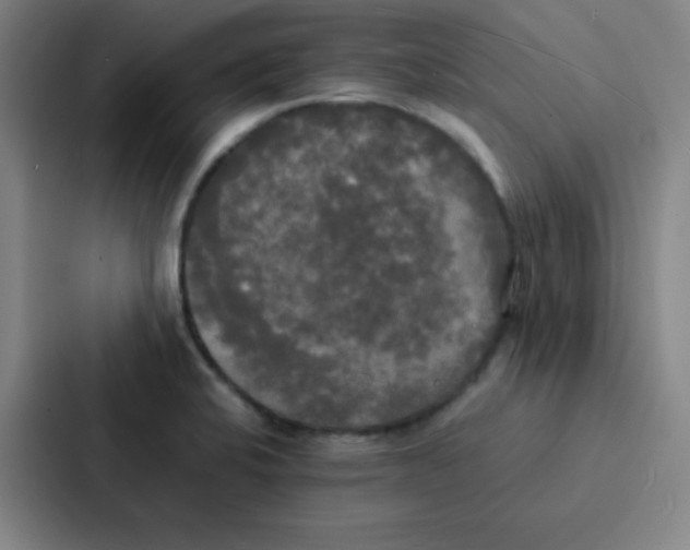 X0000086921424200705141713