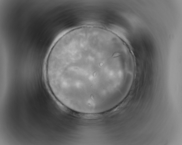 X0000086921440200705141713