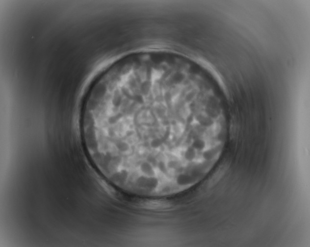 X0000086921464200705141713