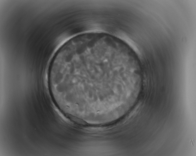 X0000086921468200705141712