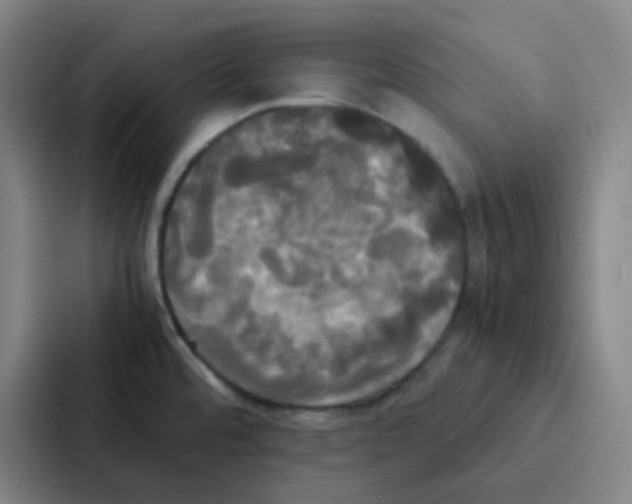 X0000086921480200705141712