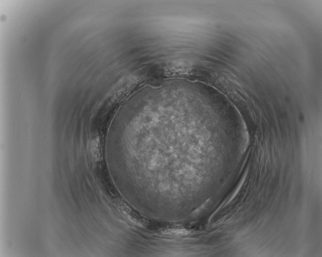 X0000086930224200704231338