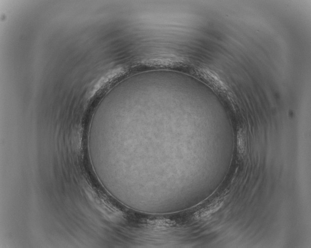 X0000086930396200704231335