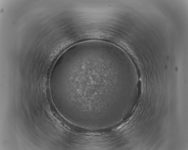 X0000086930434200704231334