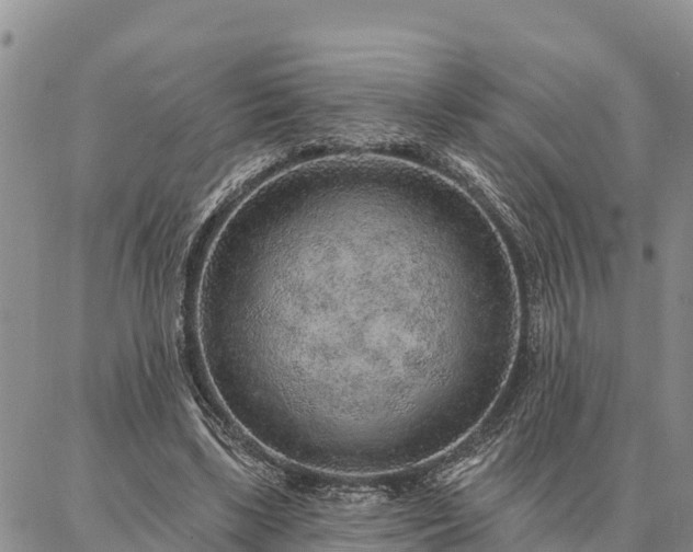 X0000086930443200704231334