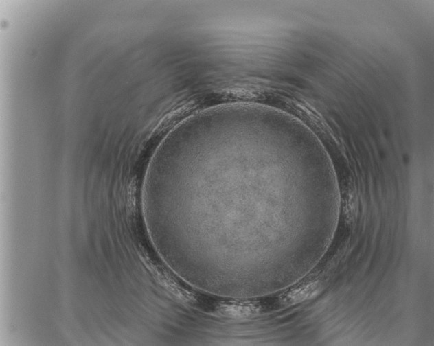 X0000086930466200704231335