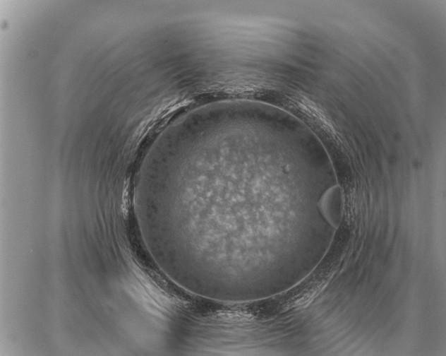 X0000086930644200704231331