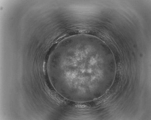 X0000086930650200704231331