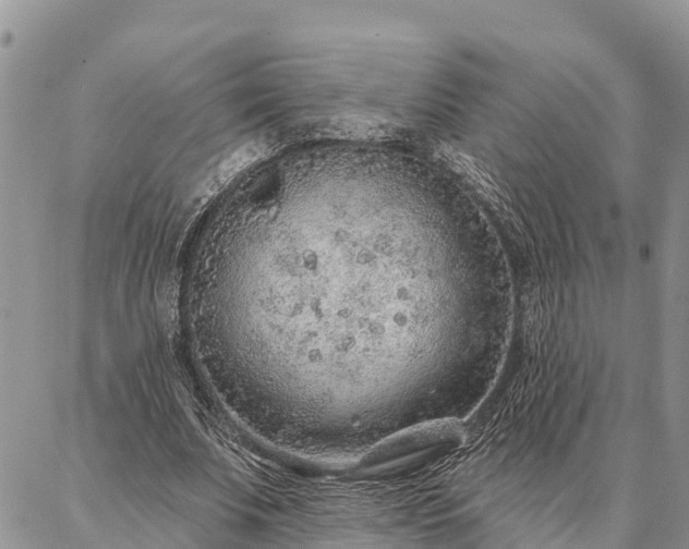 X0000086930679200704231331