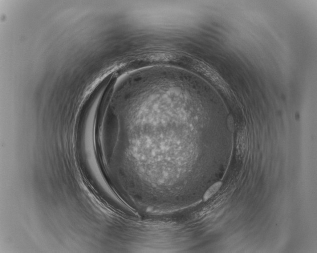 X0000086930722200704231329