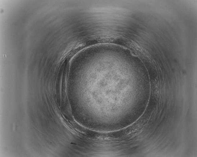 X0000086930742200704231330