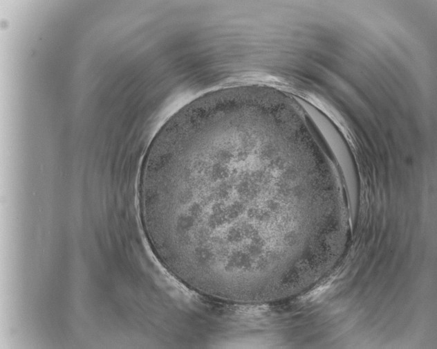 X0000086931055200704231325