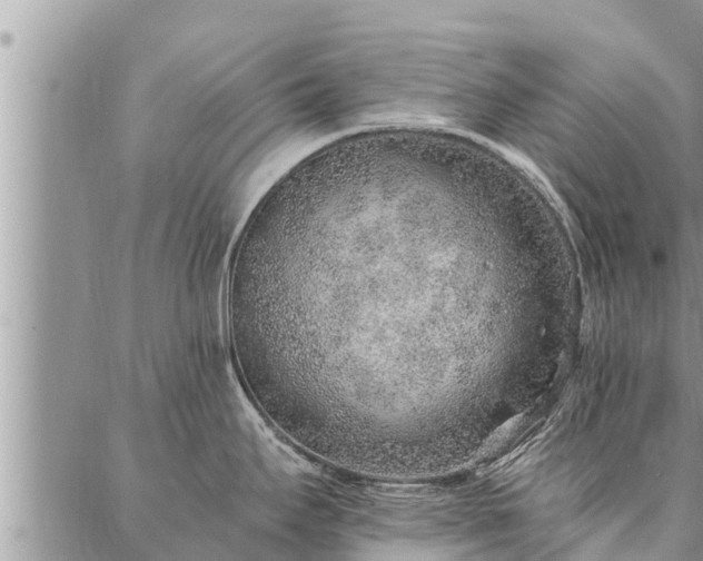 X0000086931295200704231321