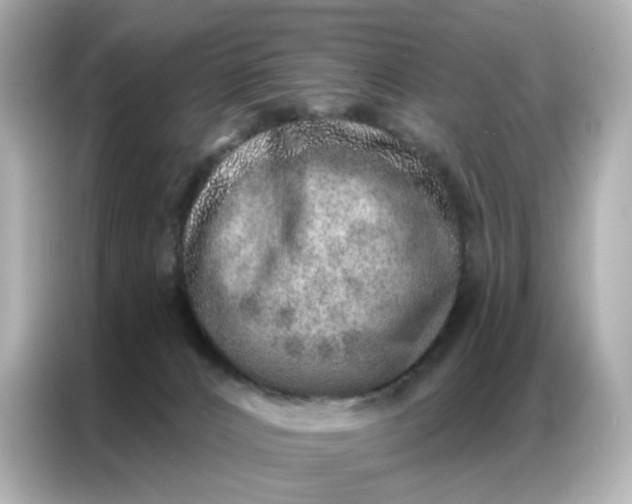 X0000086930032200704301126