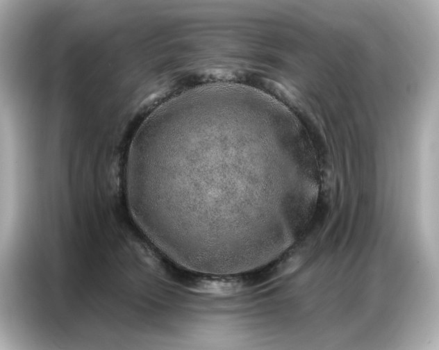 X0000086930466200704301120