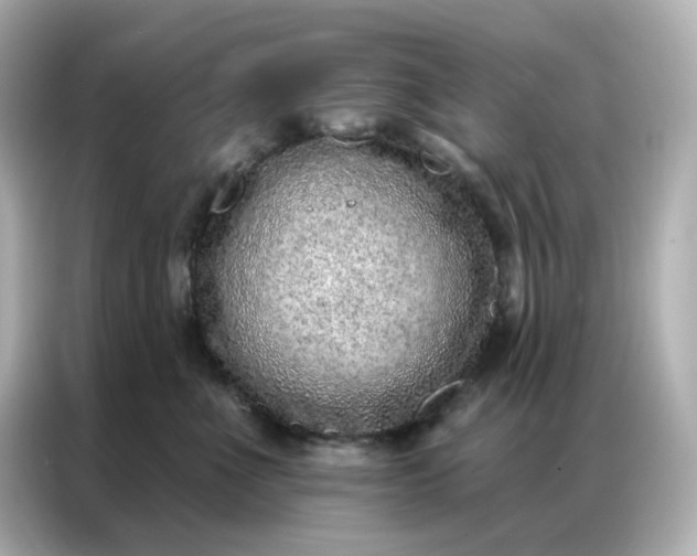 X0000086930523200704301119