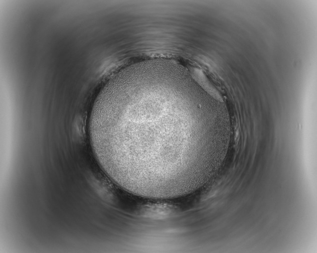 X0000086930695200704301117