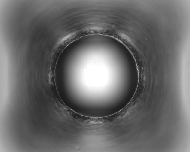 X0000086930822200704301115