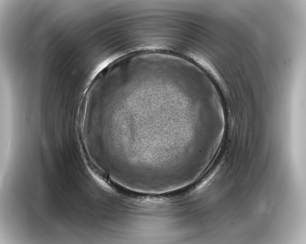 X0000086930842200704301115