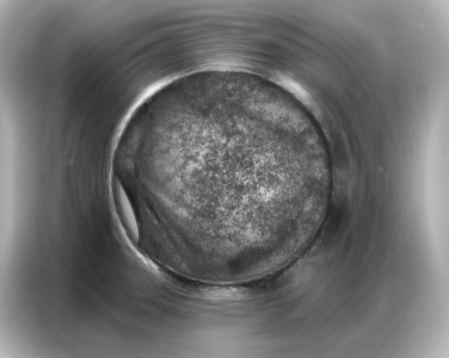 X0000086931331200704301109