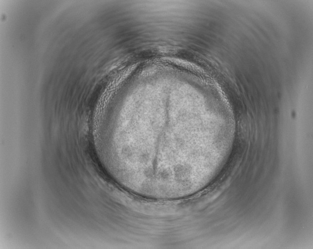 X0000086930032200705071404