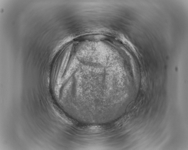 X0000086930059200705071403