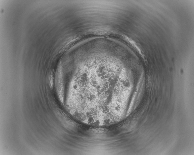 X0000086930069200705071403