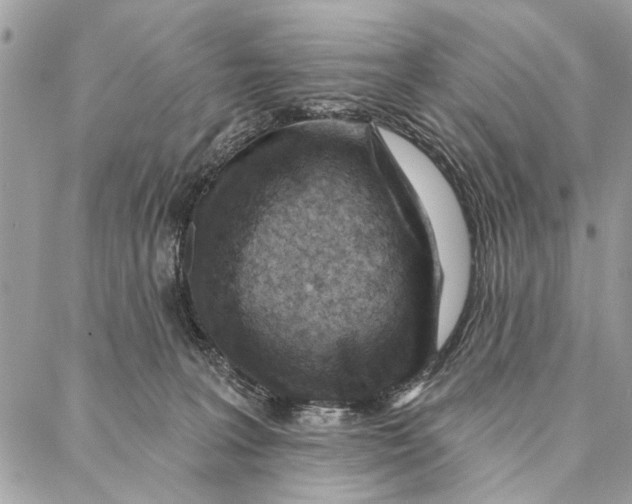 X0000086930227200705071401