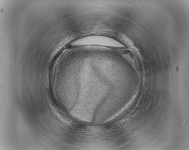 X0000086930250200705071400