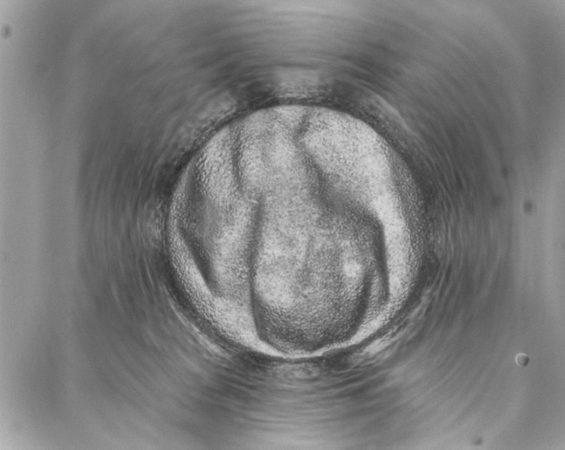 X0000086930277200705071400