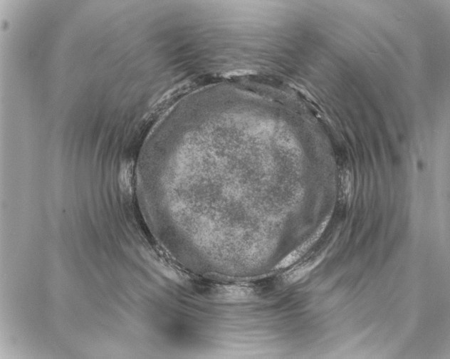 X0000086930286200705071401