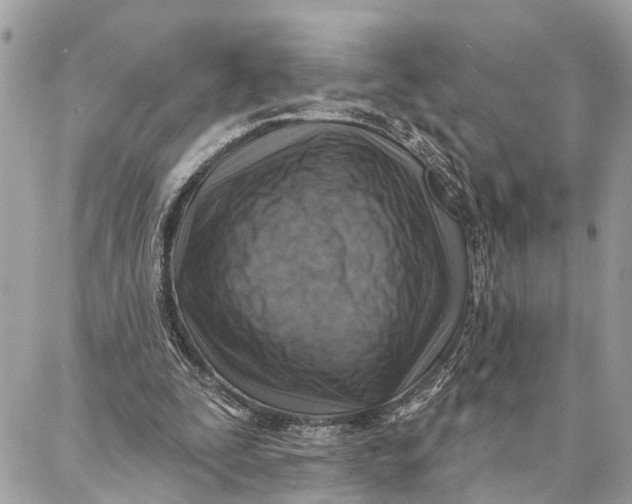 X0000086930295200705071400