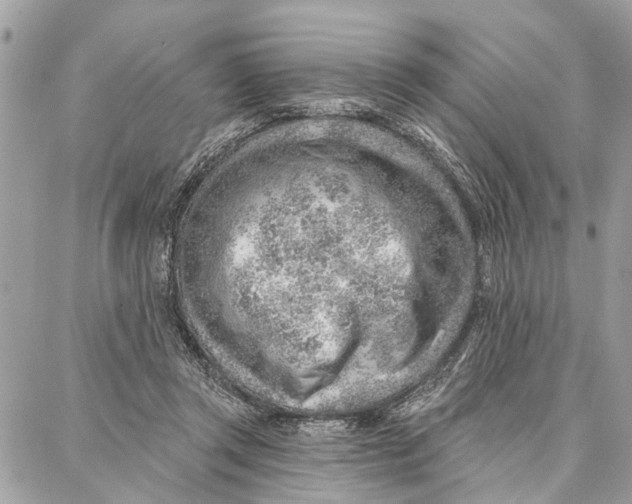 X0000086930357200705071359