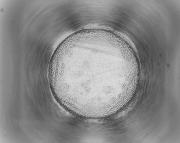 X0000086930855200705071351